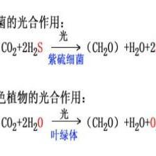 光合作用反應(yīng)式