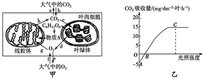 小麥植株進行光合作用和呼吸作用的最適溫度分別為25℃和30℃。下圖甲為小麥葉肉細胞中的部分代謝示意圖;圖乙是在CO2濃度一定、環境溫度為25℃、不同光照強度條件