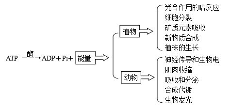 高三生物第二輪復(fù)習(xí)知識結(jié)構(gòu) 二 生物的新陳代謝