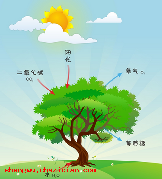 植物的光合作用簡(jiǎn)介